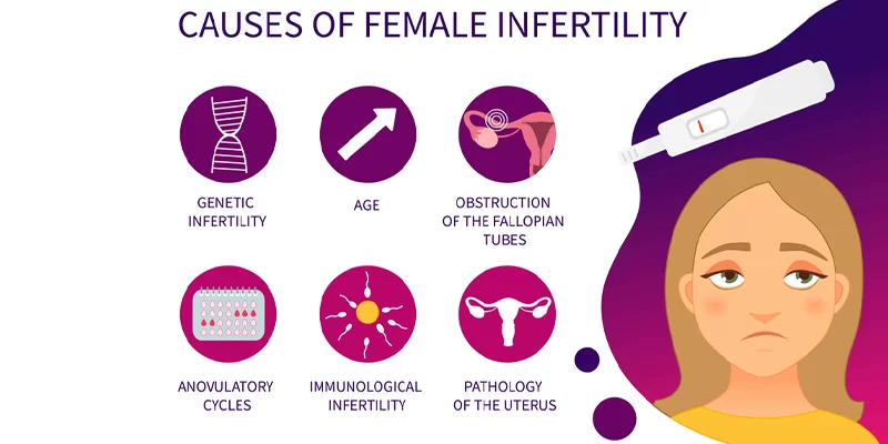 Fallopian Tube Anatomy