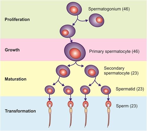 Homeopathy Spermatogenesis